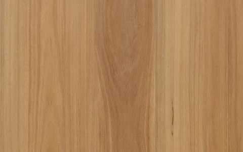 Mountain Blackbutt