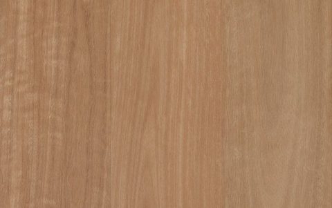 Banksia Blackbutt