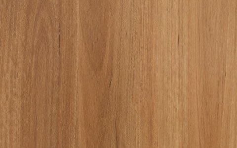 New England Blackbutt