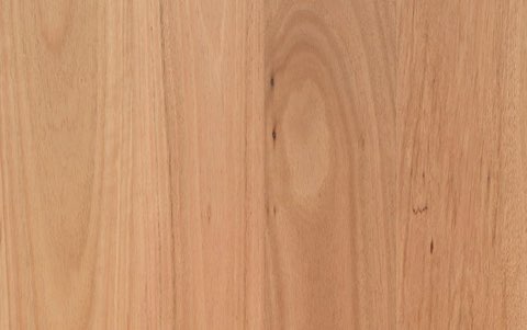 Coastal Blackbutt (2130)