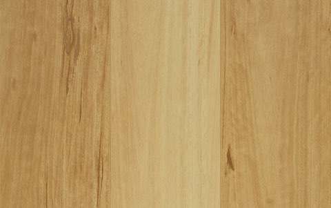Blackbutt