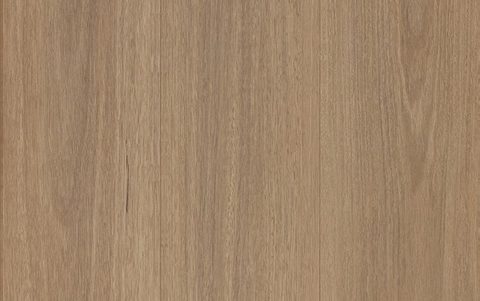 Snowy Spotted Gum