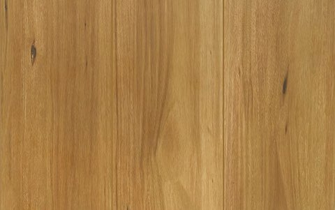 Spotted Gum