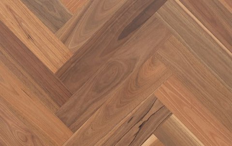 Spotted Gum