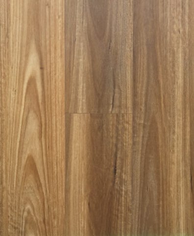 Forest Spotted Gum