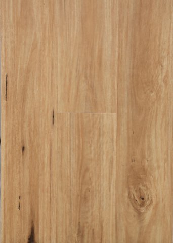 Coastal Blackbutt