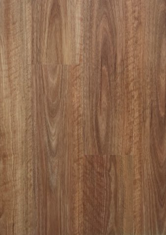 Queensland Spotted Gum