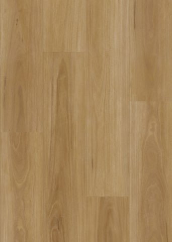 Classic Blackbutt