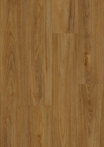 QLD Spotted Gum