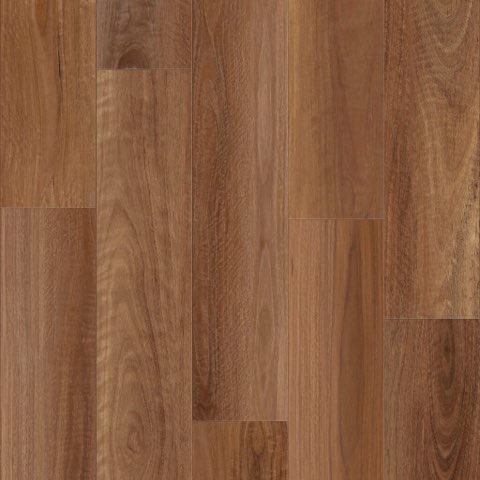 Spotted Gum