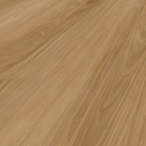 Blackbutt