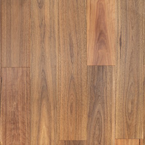 Spotted Gum