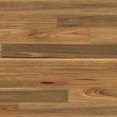 Spotted Gum