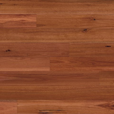 Sydney Blue Gum