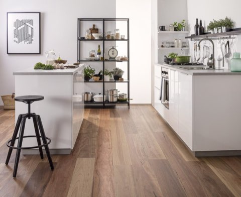 Spotted Gum