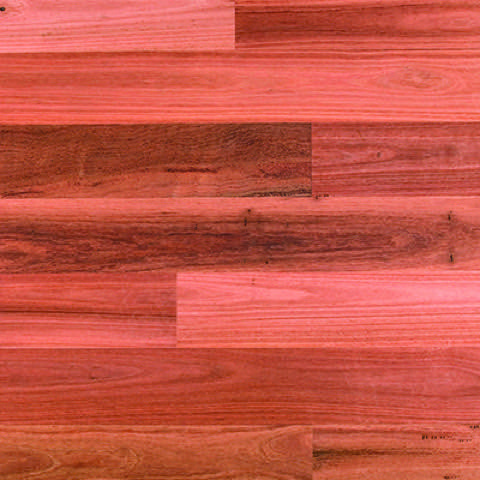 Sydney Blue Gum