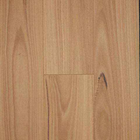 Blackbutt