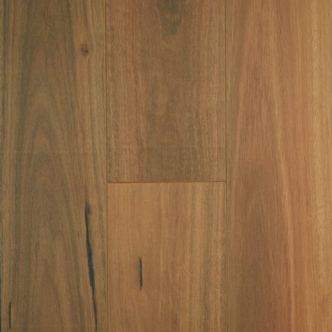 Spotted Gum