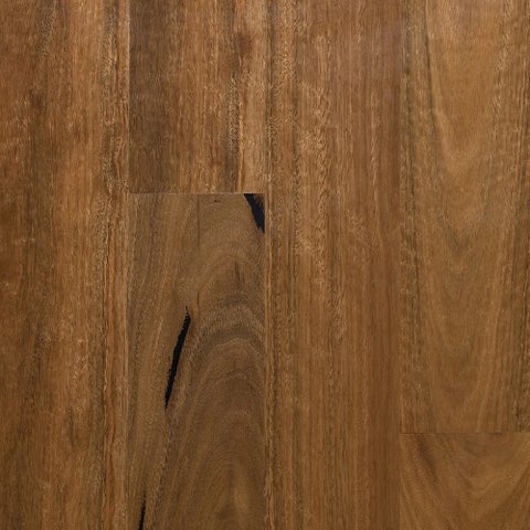 Gum Spotted Gum