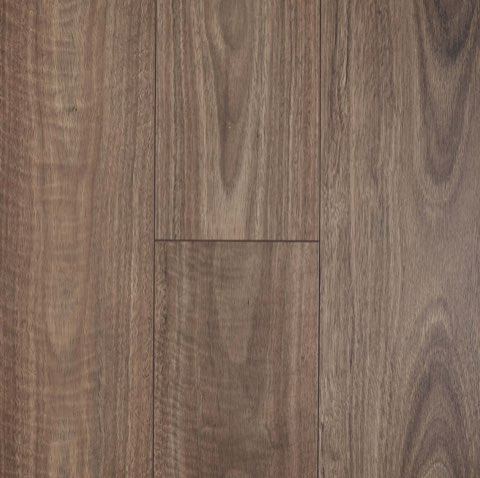 Spotted Gum