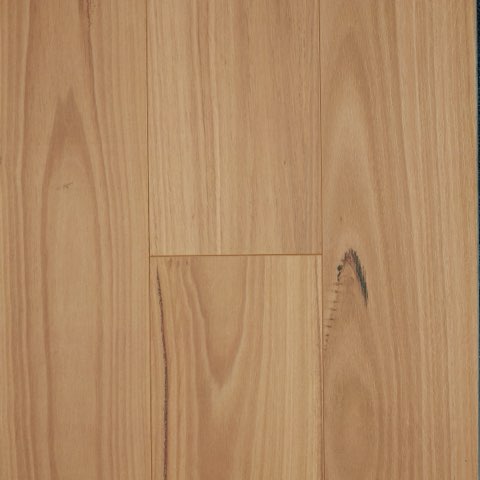 Blackbutt
