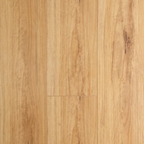 Blackbutt