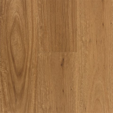Coastal Blackbutt Latte