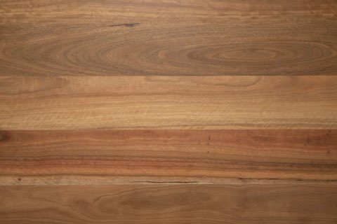 Spotted Gum