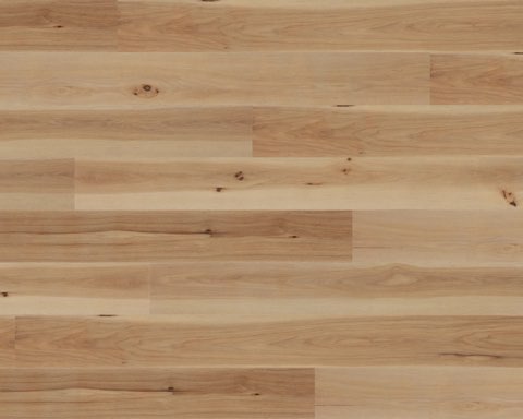Hickory