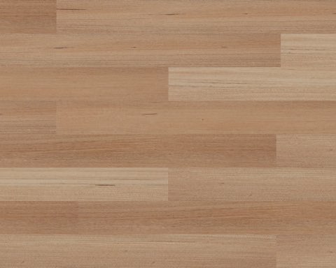 Tasmanian Oak