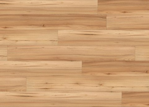 Mountain Blackbutt