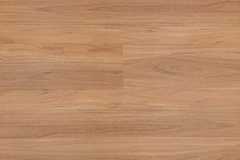 Blackbutt