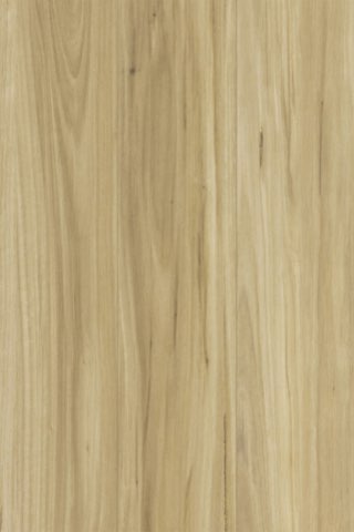 Blackbutt