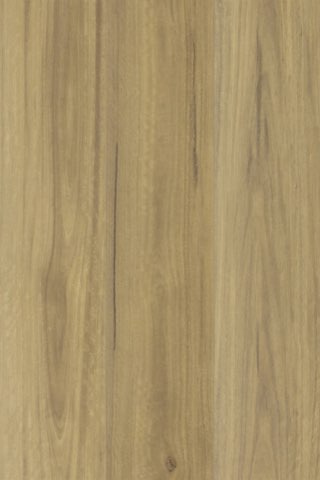 Spotted Gum