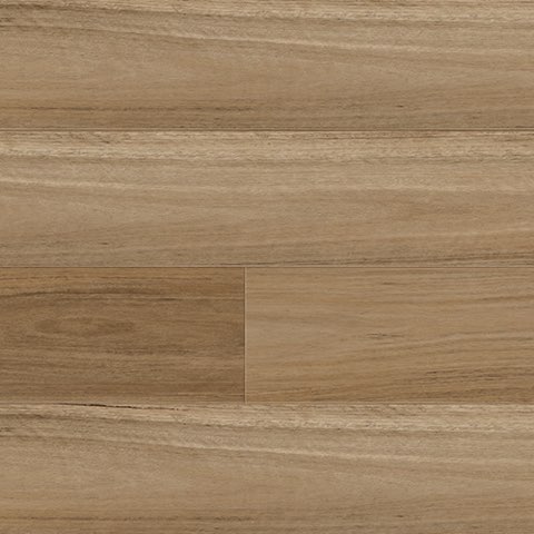 Northern Blackbutt