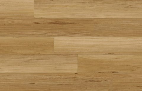 Blackbutt