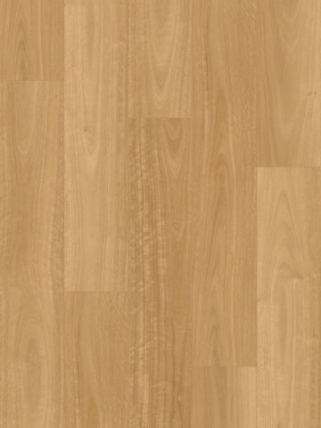 Australian Blackbutt