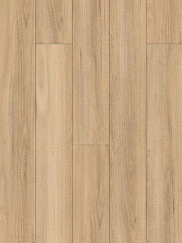 NSW Blackbutt