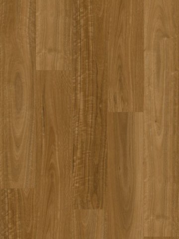 Sunshine Spotted Gum