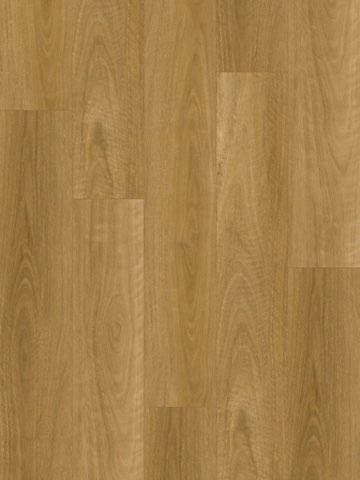 Eastern Blackbutt
