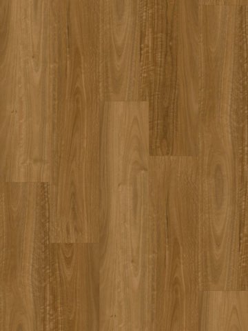 Eastern Spotted Gum