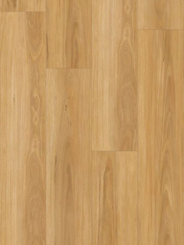 New England Blackbutt