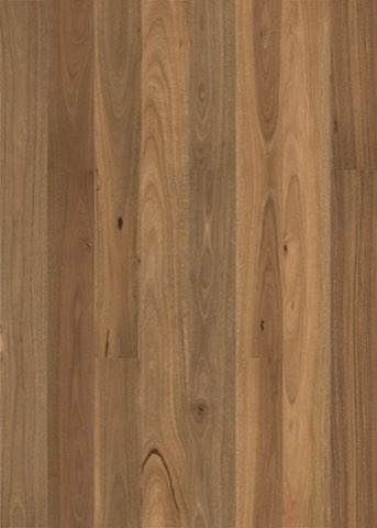 Smooth Spotted Gum